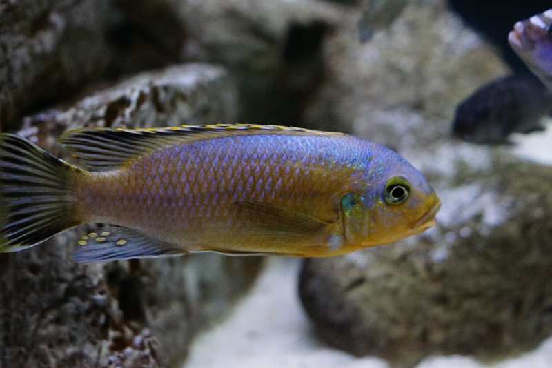 Petrotilapia genalutea 'Chimwalani Reef'